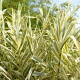 ARUNDO donax var. versicolor