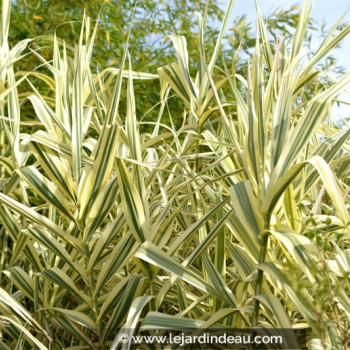 ARUNDO donax var. versicolor