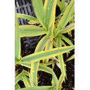 ARUNDO donax \'Aureovariegata\'