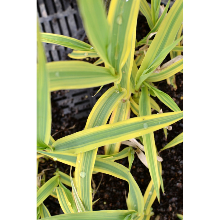ARUNDO donax 'Aureovariegata'