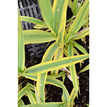 ARUNDO donax \'Aureovariegata\'