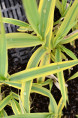 ARUNDO donax 'Aureovariegata'