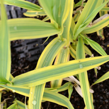 ARUNDO donax &#039;Aureovariegata&#039;