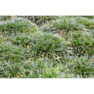OPHIOPOGON japonicus \'Minor\'