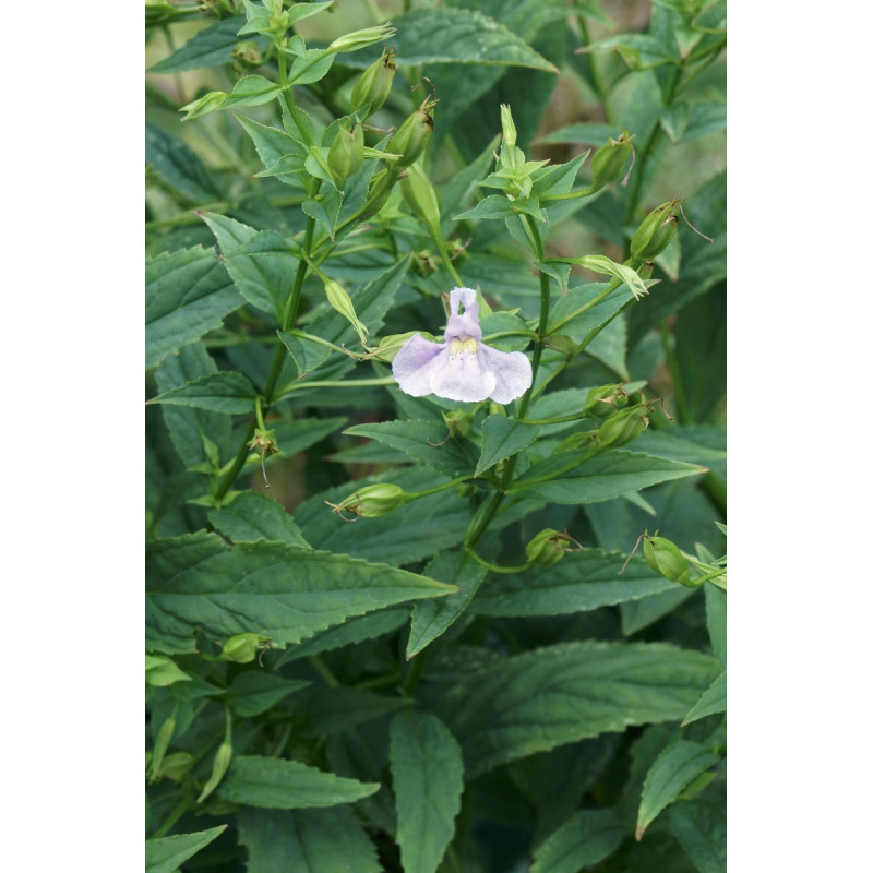 MIMULUS ringens