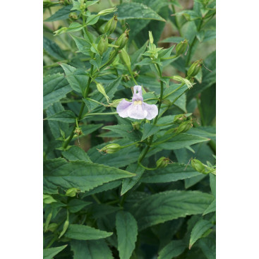 MIMULUS ringens