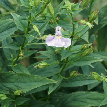 MIMULUS ringens