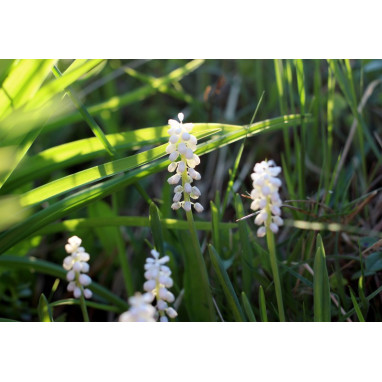 LIRIOPE muscari \'Monroe White\'