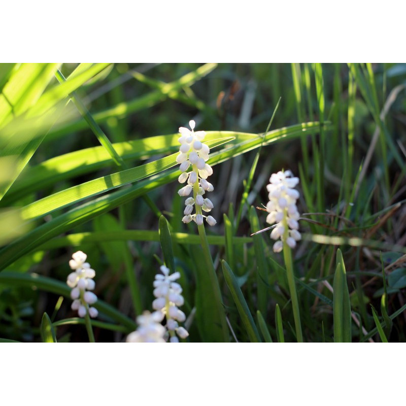 LIRIOPE muscari 'Monroe White'