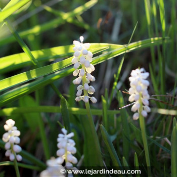 LIRIOPE muscari &#039;Monroe White&#039;