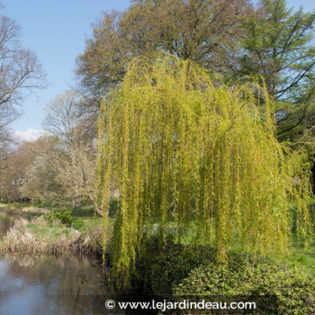 SALIX babylonica