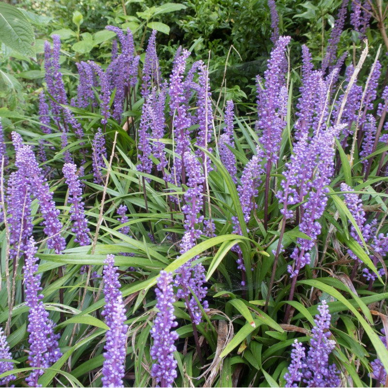 LIRIOPE muscari 'Big Blue'