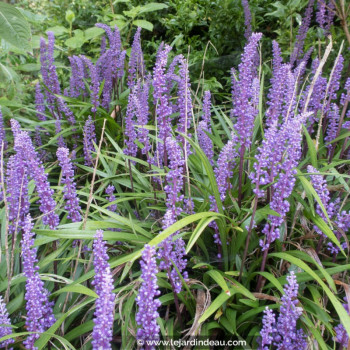 LIRIOPE muscari &#039;Big Blue&#039;