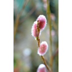 SALIX chaenomeloides 'Mount Aso'