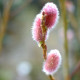 SALIX chaenomeloides 'Mount Aso'