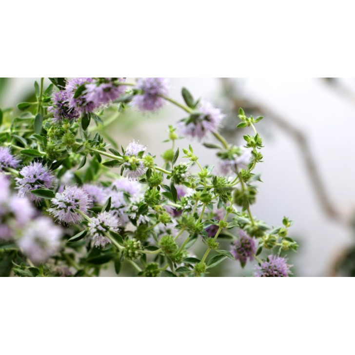 MENTHA pulegium