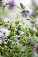 MENTHA pulegium