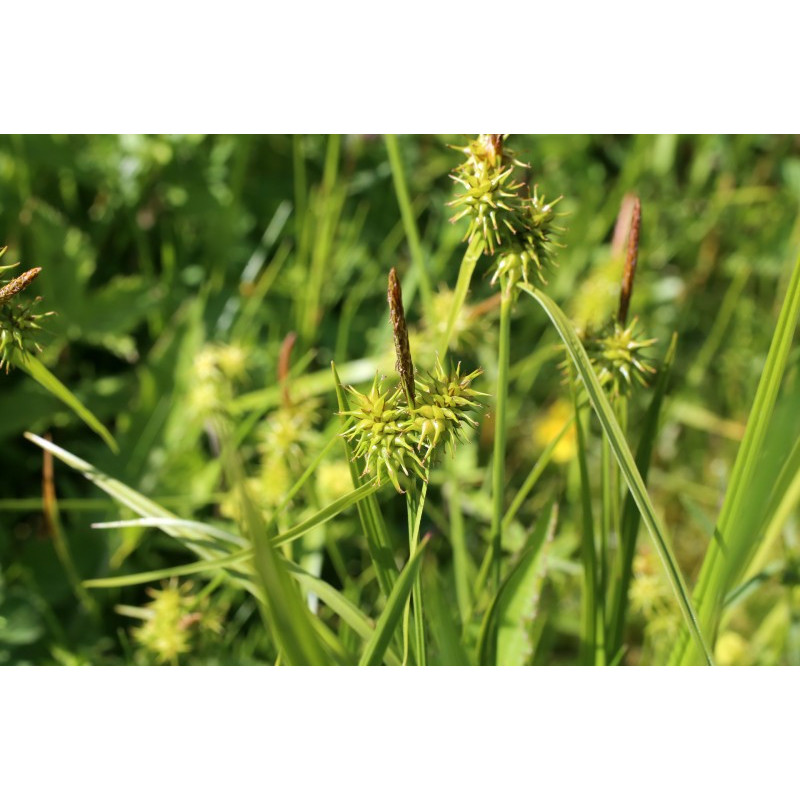CAREX flava CAREX flava