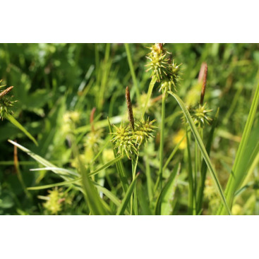 CAREX flava