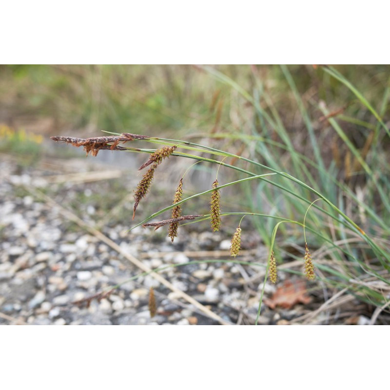 CAREX flacca CAREX flacca