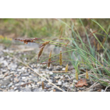 CAREX flacca