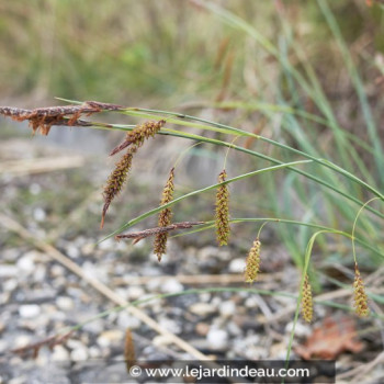 CAREX flacca