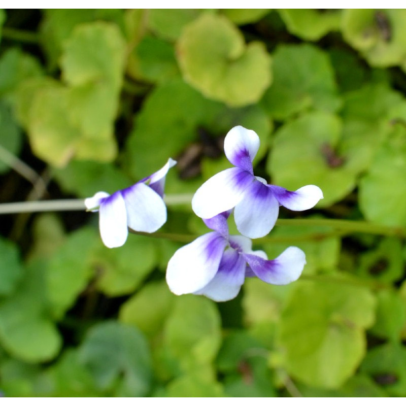 VIOLA hederacea VIOLA hederacea
