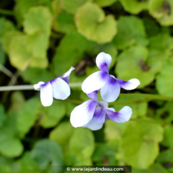 VIOLA hederacea