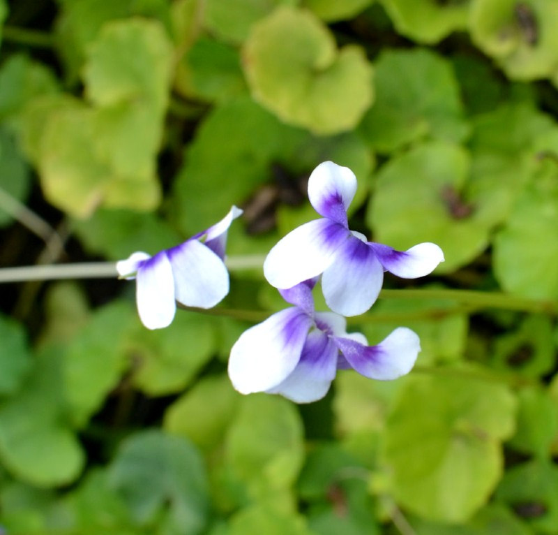 VIOLA hederacea, Violette à feuille de lierre, frais - Le Jardin d'eau