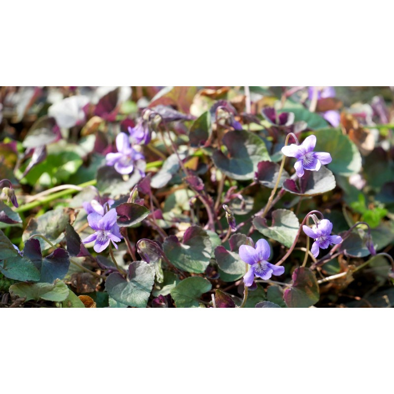 VIOLA labradorica