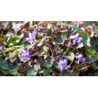 VIOLA labradorica
