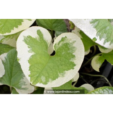 BRUNNERA macrophylla \'Dawson\'s White\'
