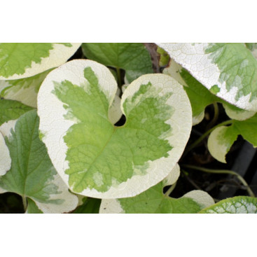 BRUNNERA macrophylla \'Dawson\'s White\'