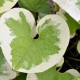 BRUNNERA macrophylla 'Dawson's White'