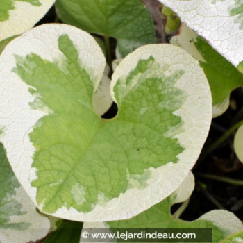 BRUNNERA macrophylla &#039;Dawson&#039;s White&#039;