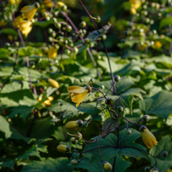 KIRENGESHOMA palmata