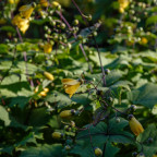 KIRENGESHOMA palmata