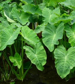 COLOCASIA esculenta