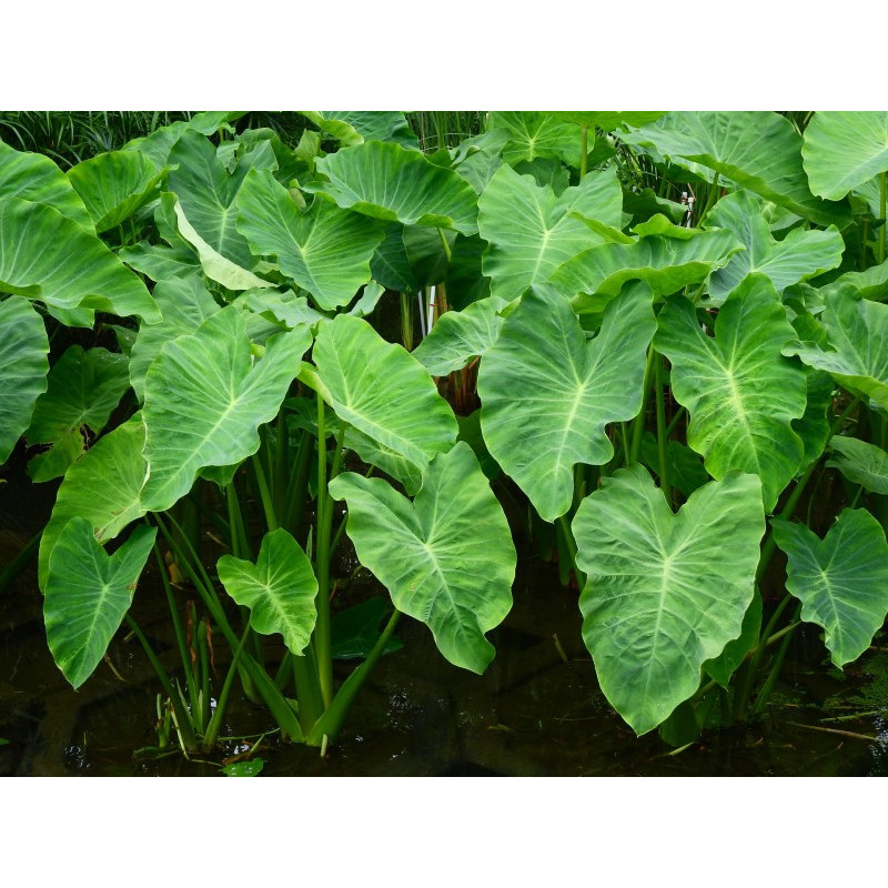 COLOCASIA esculenta