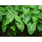 COLOCASIA esculenta