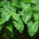 COLOCASIA esculenta