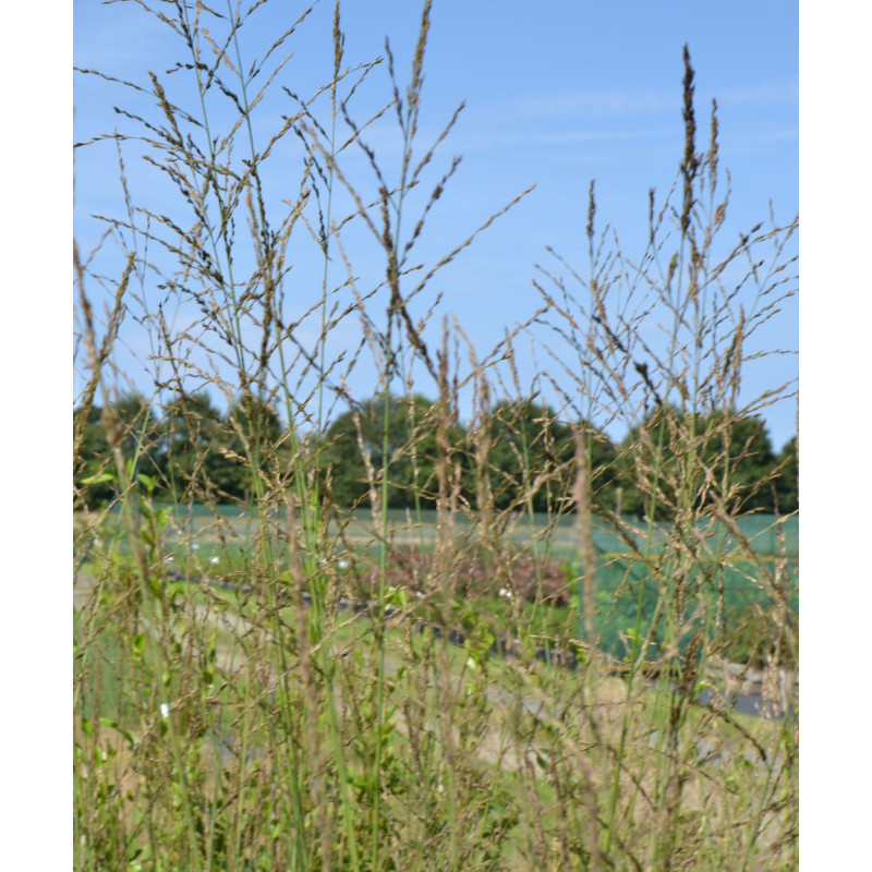 MOLINIA caerulea subsp. arundinacea 'Skyracer' MOLINIA caerulea subsp. arundinacea 'Skyracer'