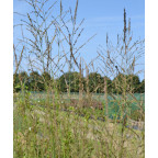 MOLINIA caerulea subsp. arundinacea 'Skyracer' MOLINIA caerulea subsp. arundinacea 'Skyracer'