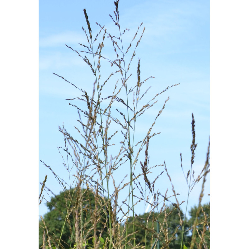 MOLINIA caerulea subsp. arundinacea 'Skyracer' MOLINIA caerulea subsp. arundinacea 'Skyracer'