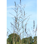 MOLINIA caerulea subsp. arundinacea 'Skyracer' MOLINIA caerulea subsp. arundinacea 'Skyracer'