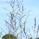 MOLINIA caerulea subsp. arundinacea 'Skyracer'