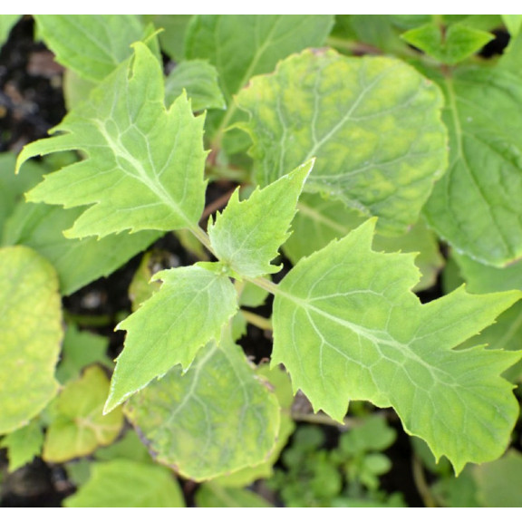 KIRENGESHOMA palmata 'Groupe Koreana'