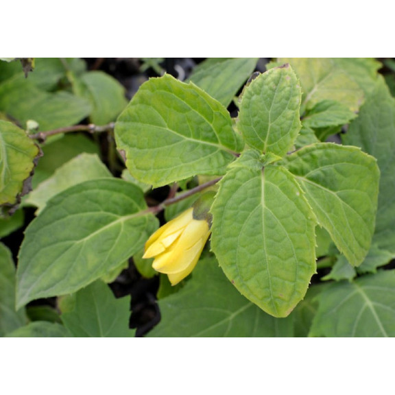 KIRENGESHOMA palmata 'Groupe Koreana'