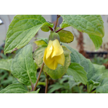 KIRENGESHOMA palmata \'Groupe Koreana\'