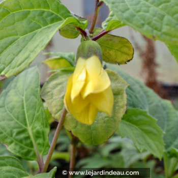 KIRENGESHOMA palmata &#039;Groupe Koreana&#039;